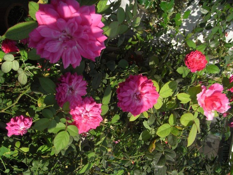 RIMG0700.JPG
