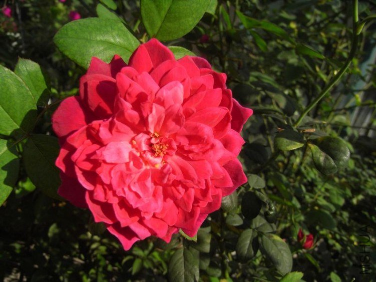 RIMG0698.JPG