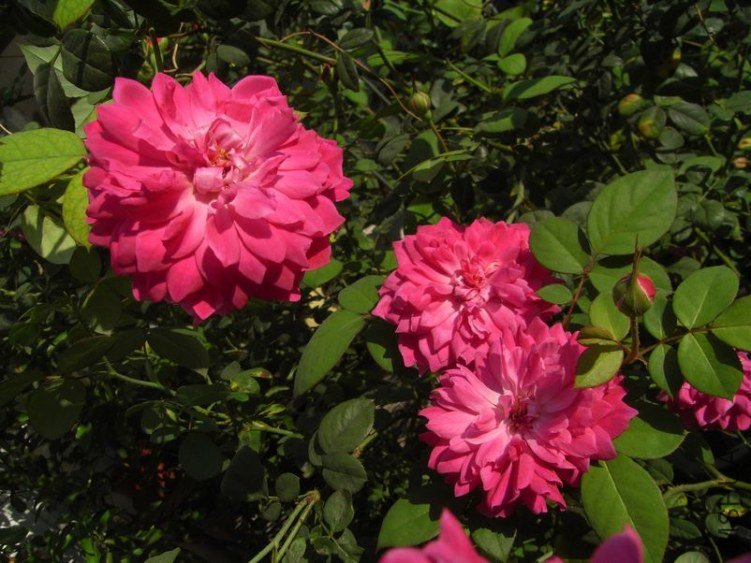 RIMG0693.JPG
