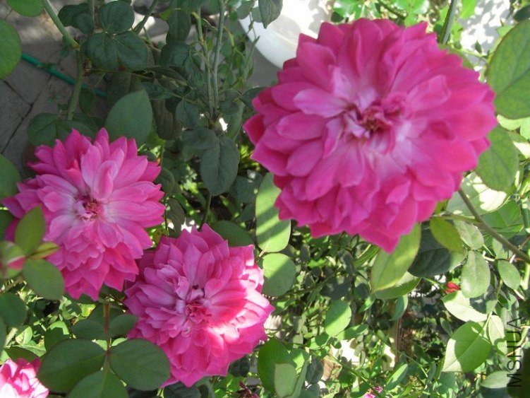 RIMG0692.JPG