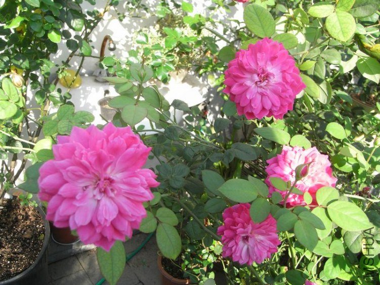 RIMG0691.JPG