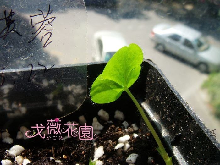 ܽ�ص�Ҷ��Ҳ��չ���ˣ�~