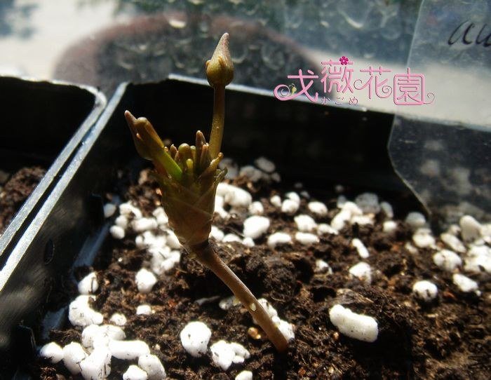 צ�ӻ�����Ҷ��һ����ˣ�