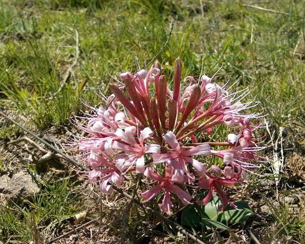 Ammocharis----3