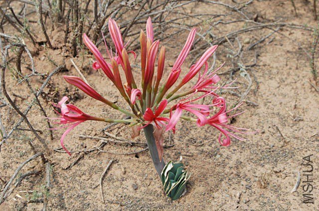 Ammocharis----4