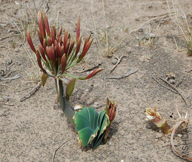 Ammocharis-----5