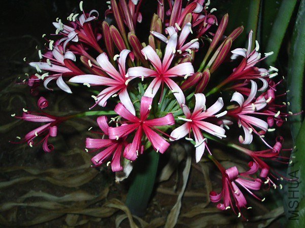 Ammocharis-----6