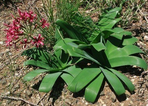Ammocharis-----7