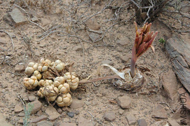 Ammocharis-----8