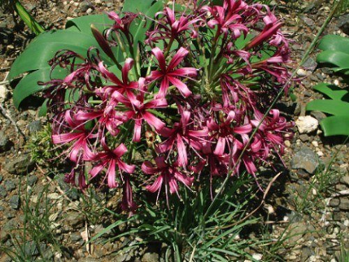 Ammocharis-----9