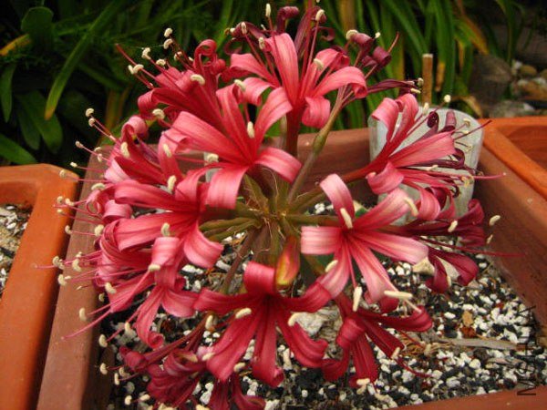 Ammocharis-----10