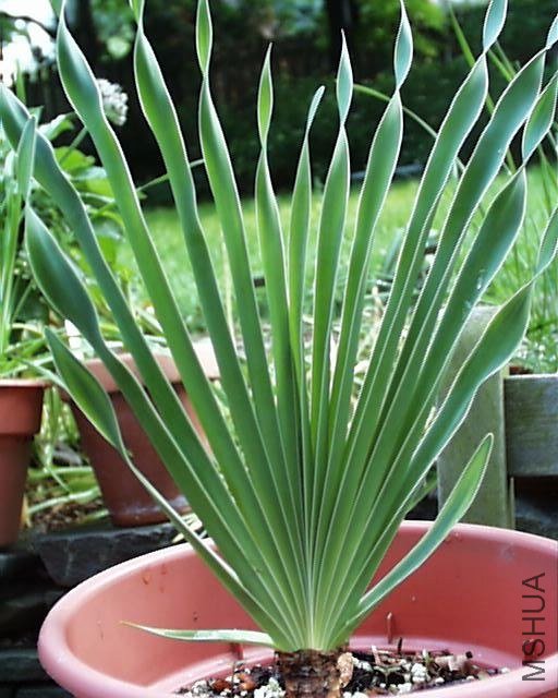 Boophone_disticha_8.jpg
