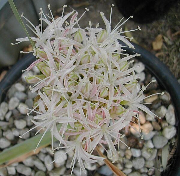 Boophone_disticha_dw1.jpg