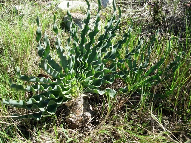 Boophone_disticha_Sparrekloof_Bredasdorp.jpg