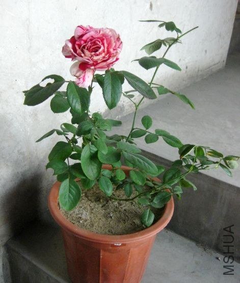 ��Ƭ 190.jpg