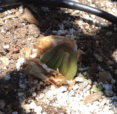 Brunsvigia_marginata_bud_1_mm.jpg