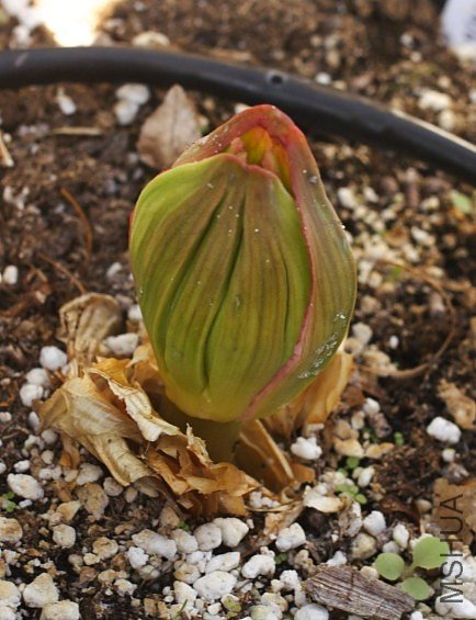 Brunsvigia_marginata_bud_2_mm.jpg