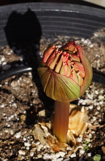 Brunsvigia_marginata_bud_3_mm.jpg