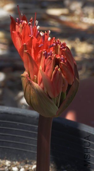 Brunsvigia_marginata_bud_4_mm.jpg