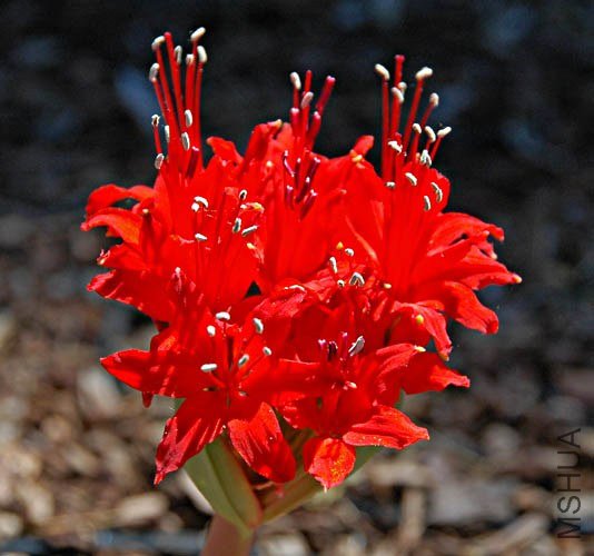 Brunsvigia_marginata_msi2.jpg