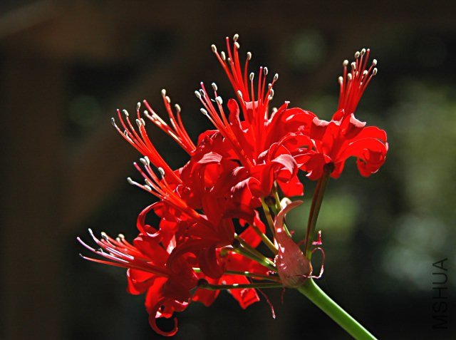 Brunsvigia_marginata_msi.jpg
