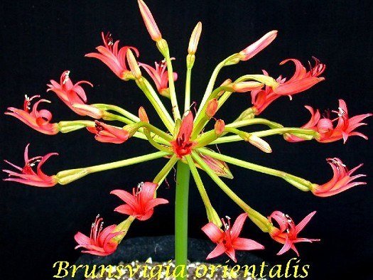 Brunsvigia_orientalis.jpg