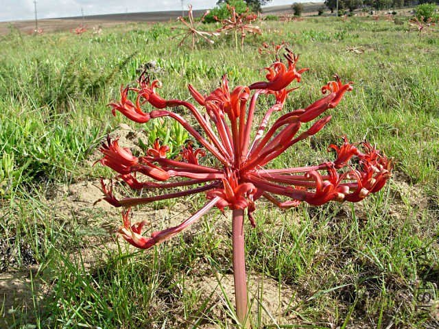 Brunsvigia_orientalis_Bredasdorp_CM.jpg