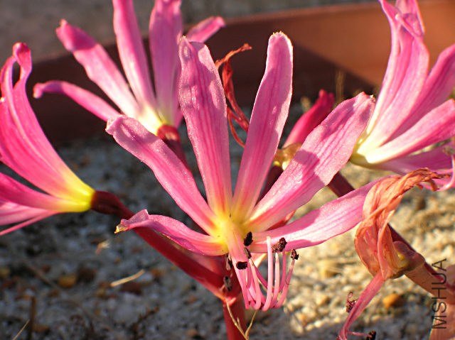 Brunsvigia_radula_AH3.jpg