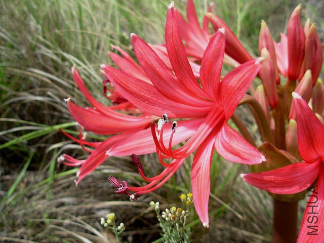 Brunsvigia_radulosa_close_Dordrecht_CM.jpg