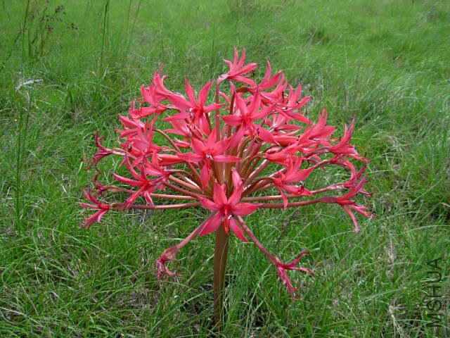 Brunsvigia_radulosa_Dordrecht_CM.jpg