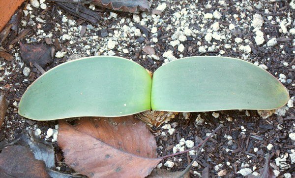 Brunsvigia_radulosaJK1.jpg
