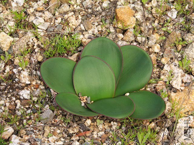 Brunsvigia_sp_Namibia1NN.jpg