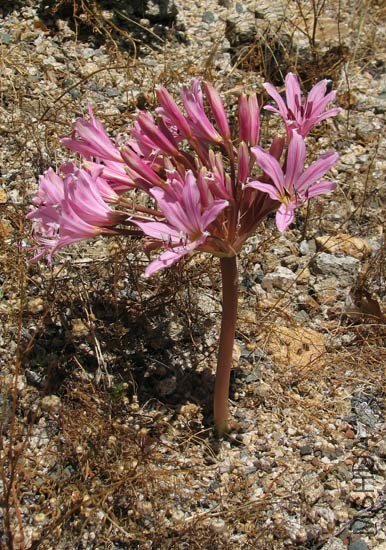Brunsvigia_sp_Namibia2NN.jpg