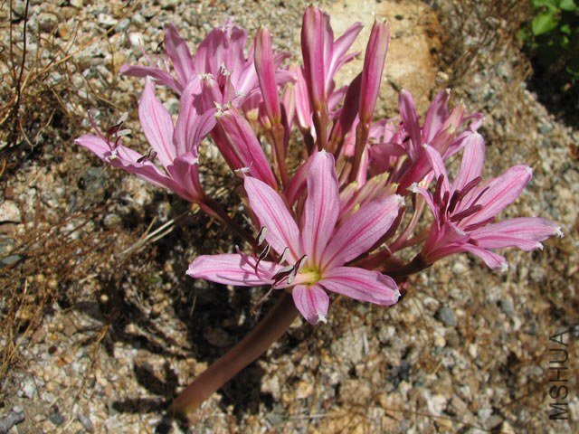 Brunsvigia_sp_Namibia3NN.jpg