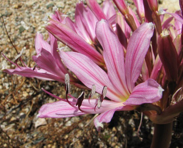 Brunsvigia_sp_Namibia4NN.jpg