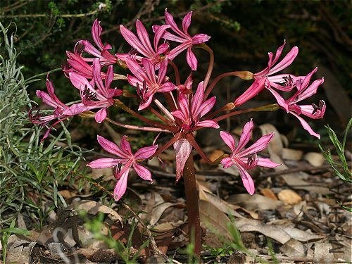 Brunsvigia_striata_AMH.jpg