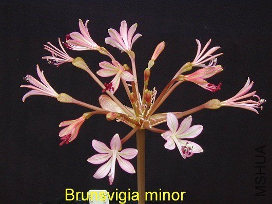 Brunsvigia_striata_BD.jpg
