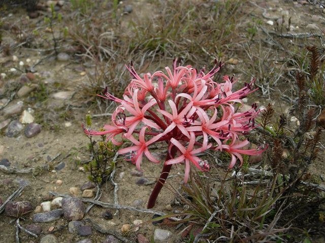 Brunsvigia_striata_Potteberg_CM.jpg