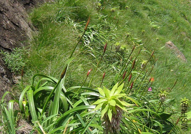Nerine_bowdenii_buds_Sentinel_Peak_CM.jpg