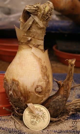 Nerine_bowdenii_bulb_DP0.jpg