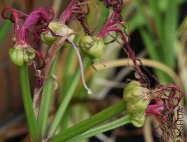 Nerine_bowdenii_seed_DP2.jpg