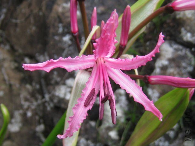 Nerine_bowdenii_Sentinel_Peak_CM2.jpg