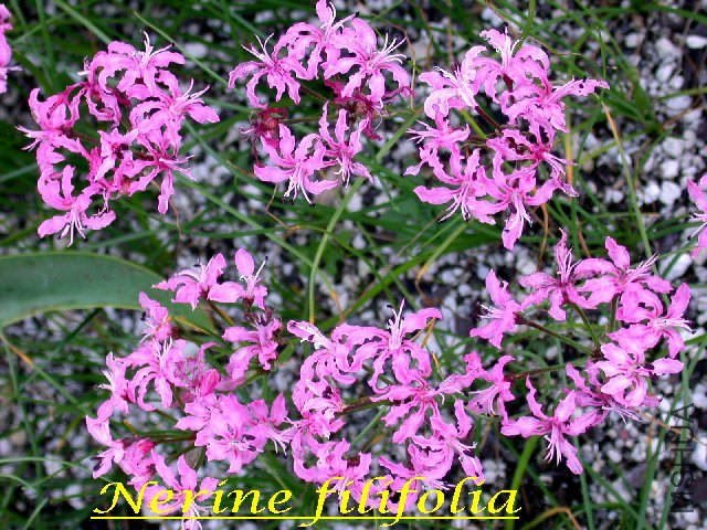 Nerine_filifolia_BD.jpg