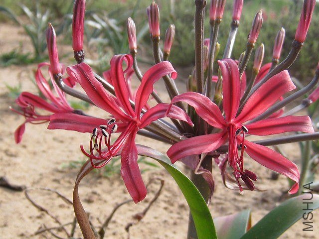 Nerine_huttoniae_Cradock_CM2.jpg