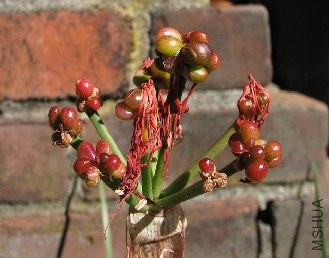 Nerine_hybrid_seeds1NN.jpg