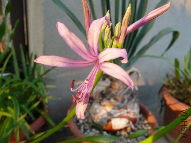 Nerine_krigei_AM.jpg