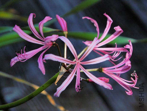 Nerine_krigei_msi.jpg