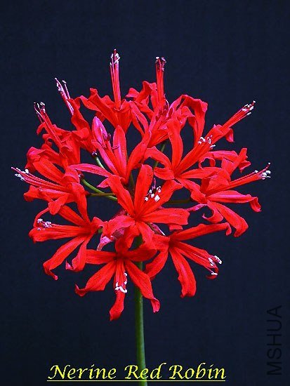Nerine_RedRobin_BD.jpg