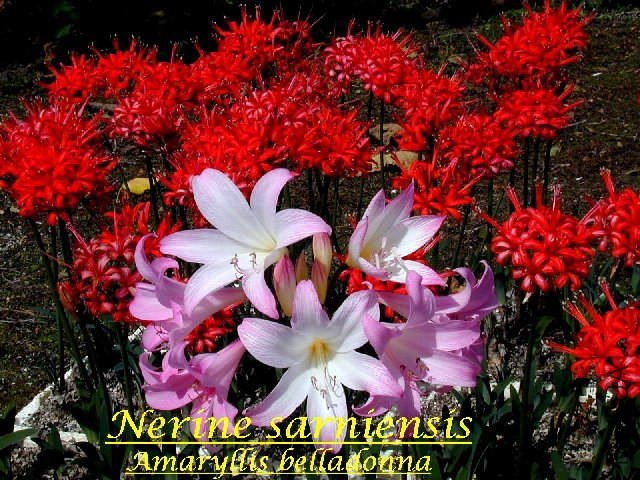 Nerine_sarniensis_BD2.jpg