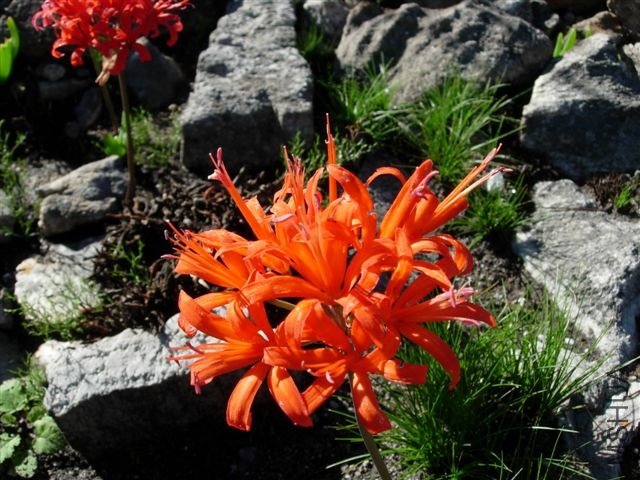 Nerine_sarniensis_Villiersdorp2.jpg